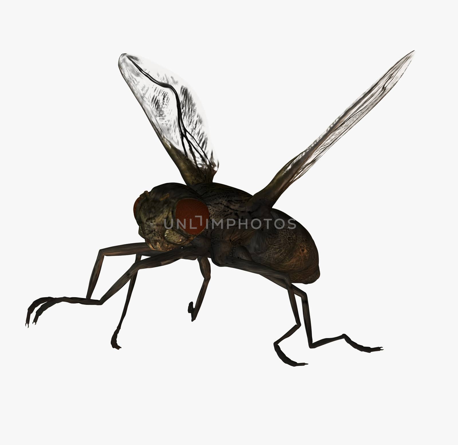 Digital visualization of a fly