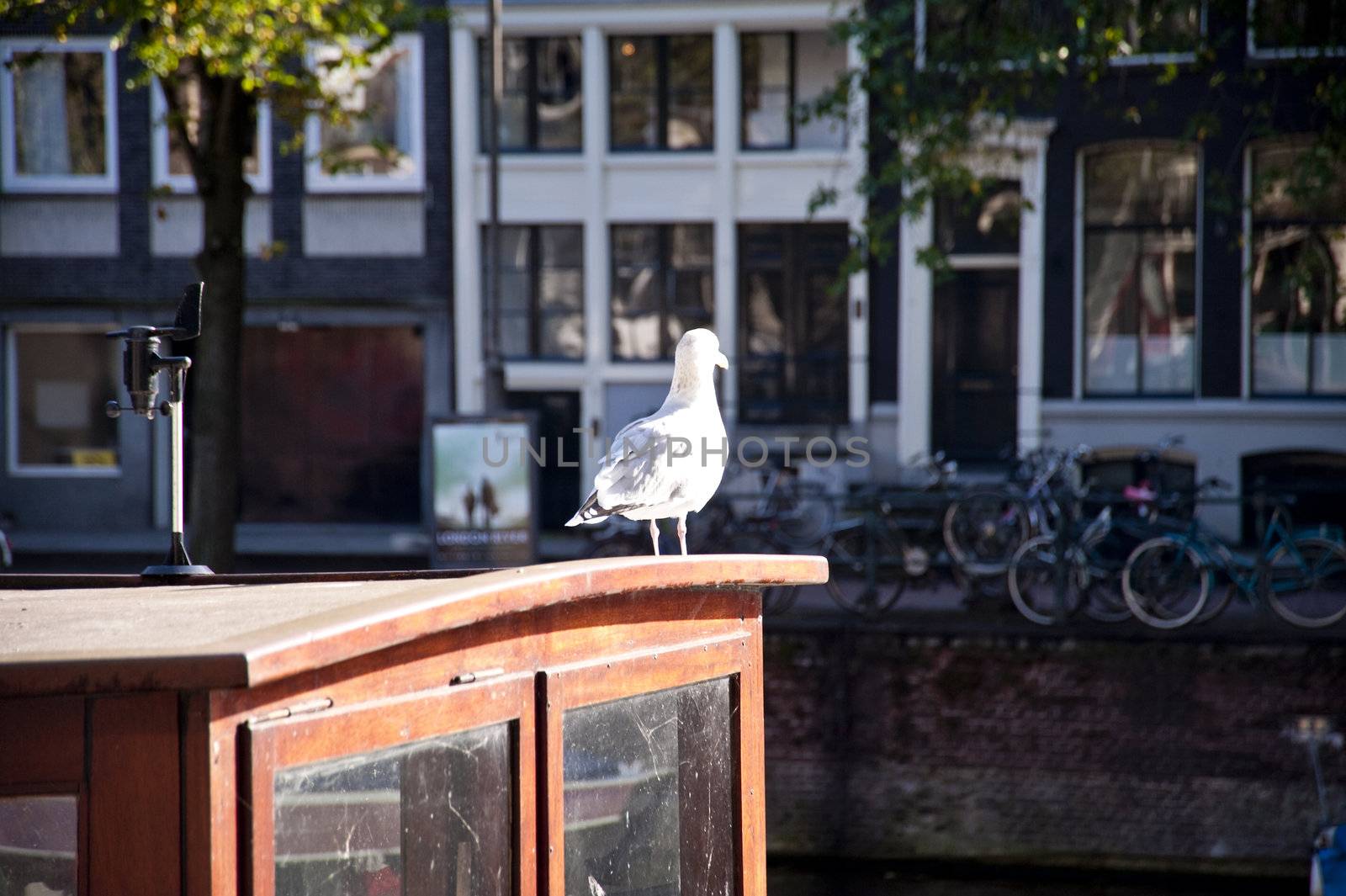 scene in the old town of amsterdam, netherlands