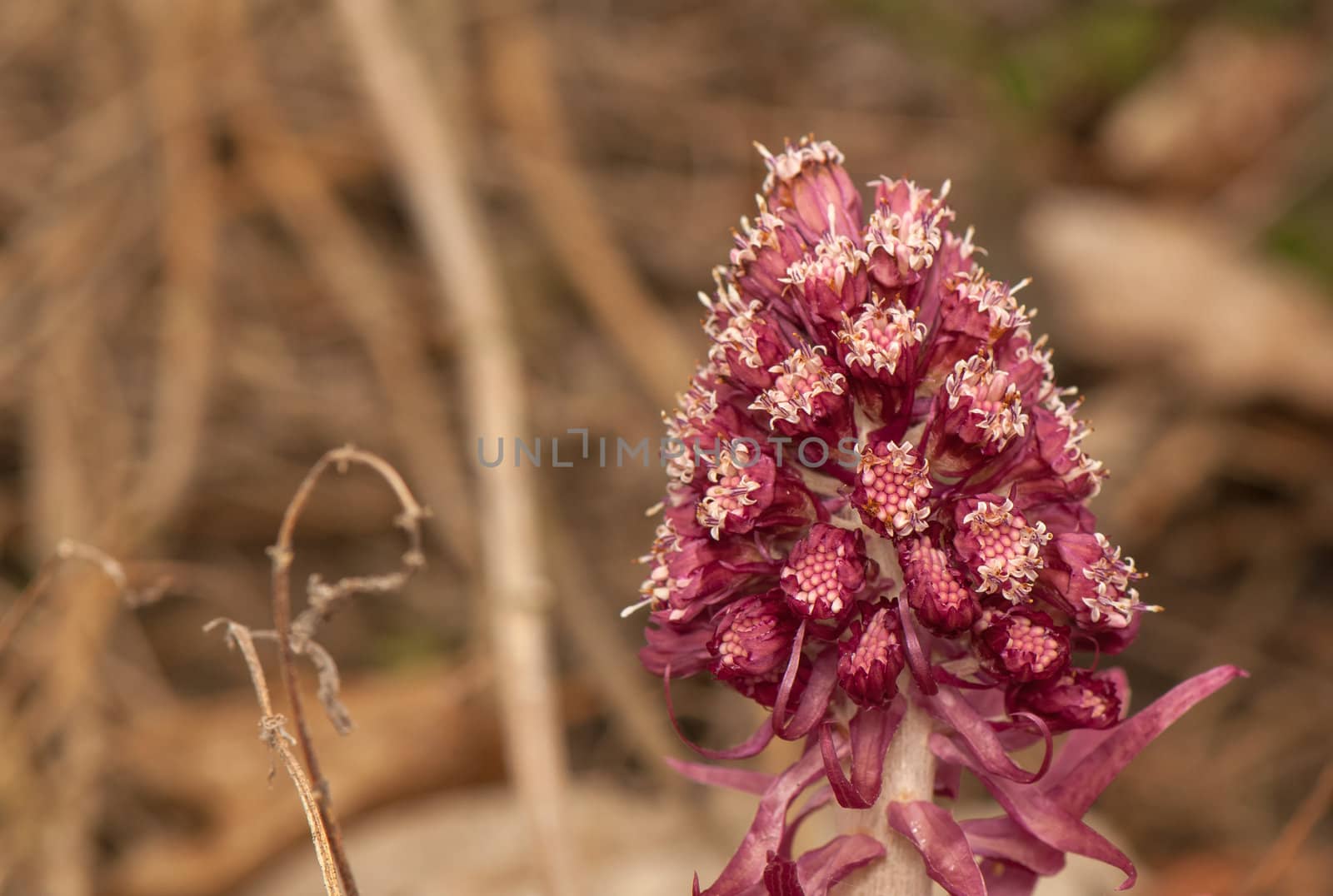 Petasites officinalis