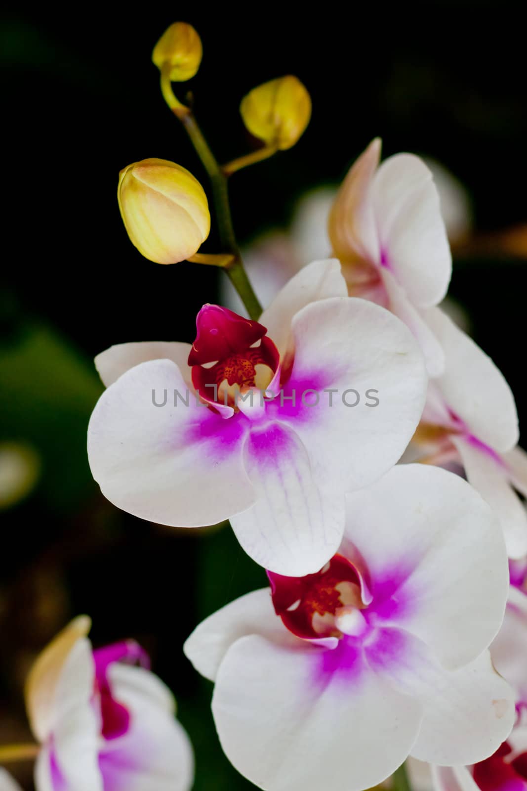 Beautiful orchid  by nikky1972