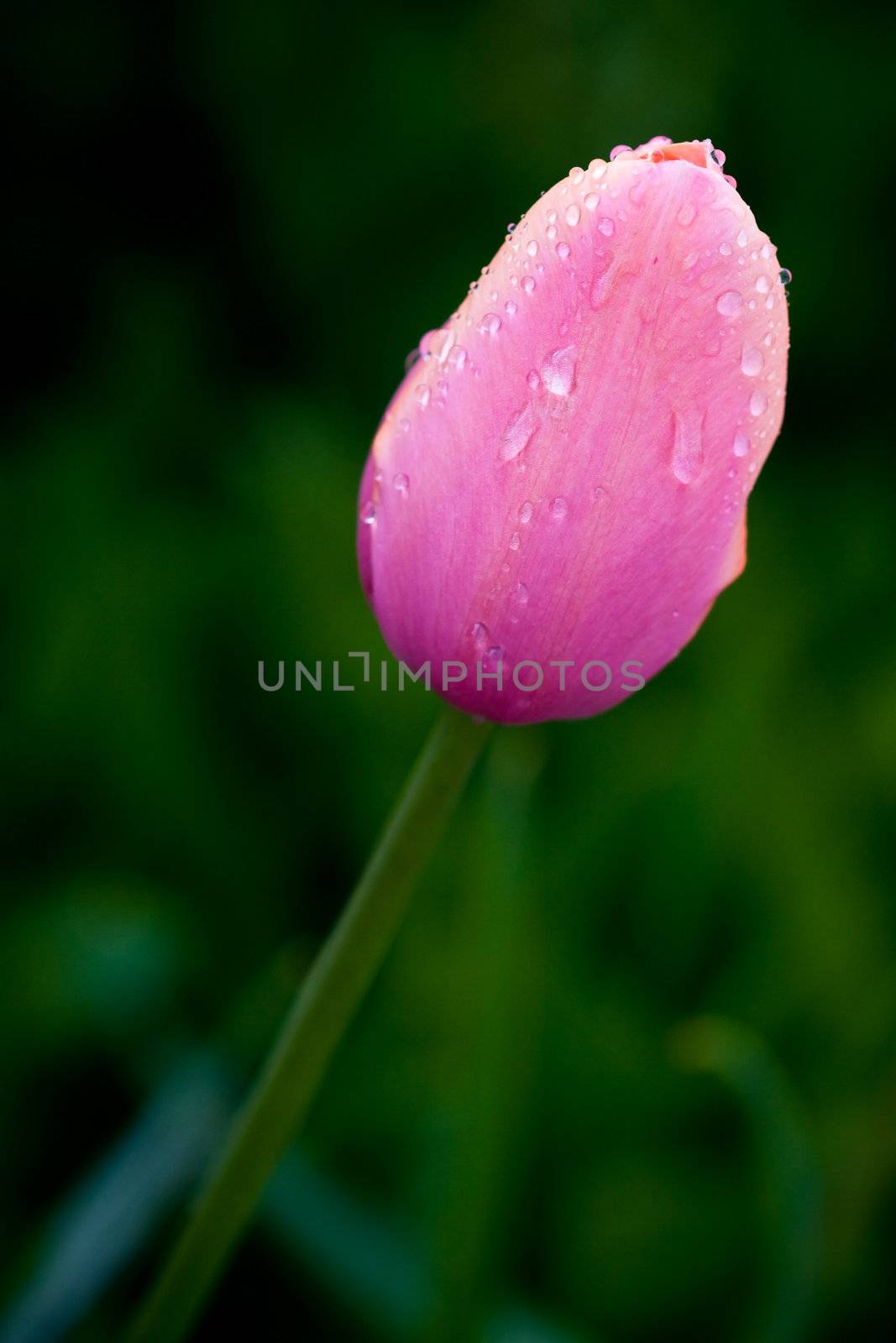 Closeup on a pink tulip, flower macro