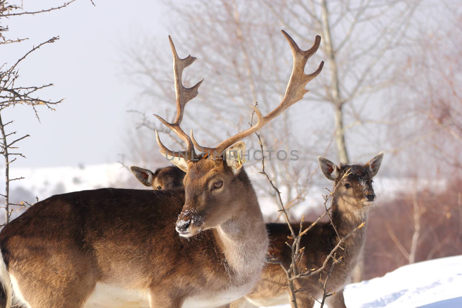 fallow deer buck in a winter day by taviphoto