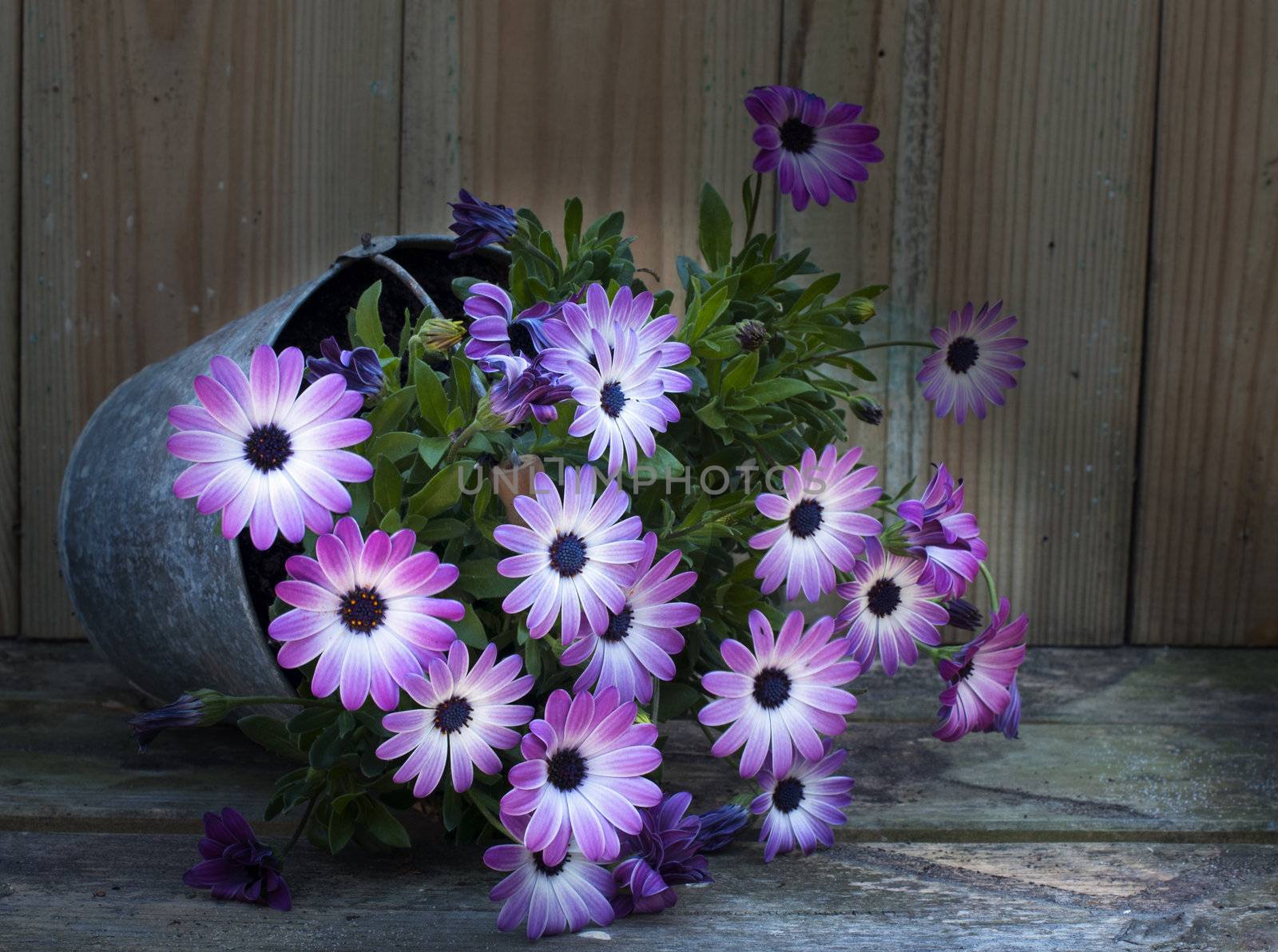 metal pot with pink spanish daisy