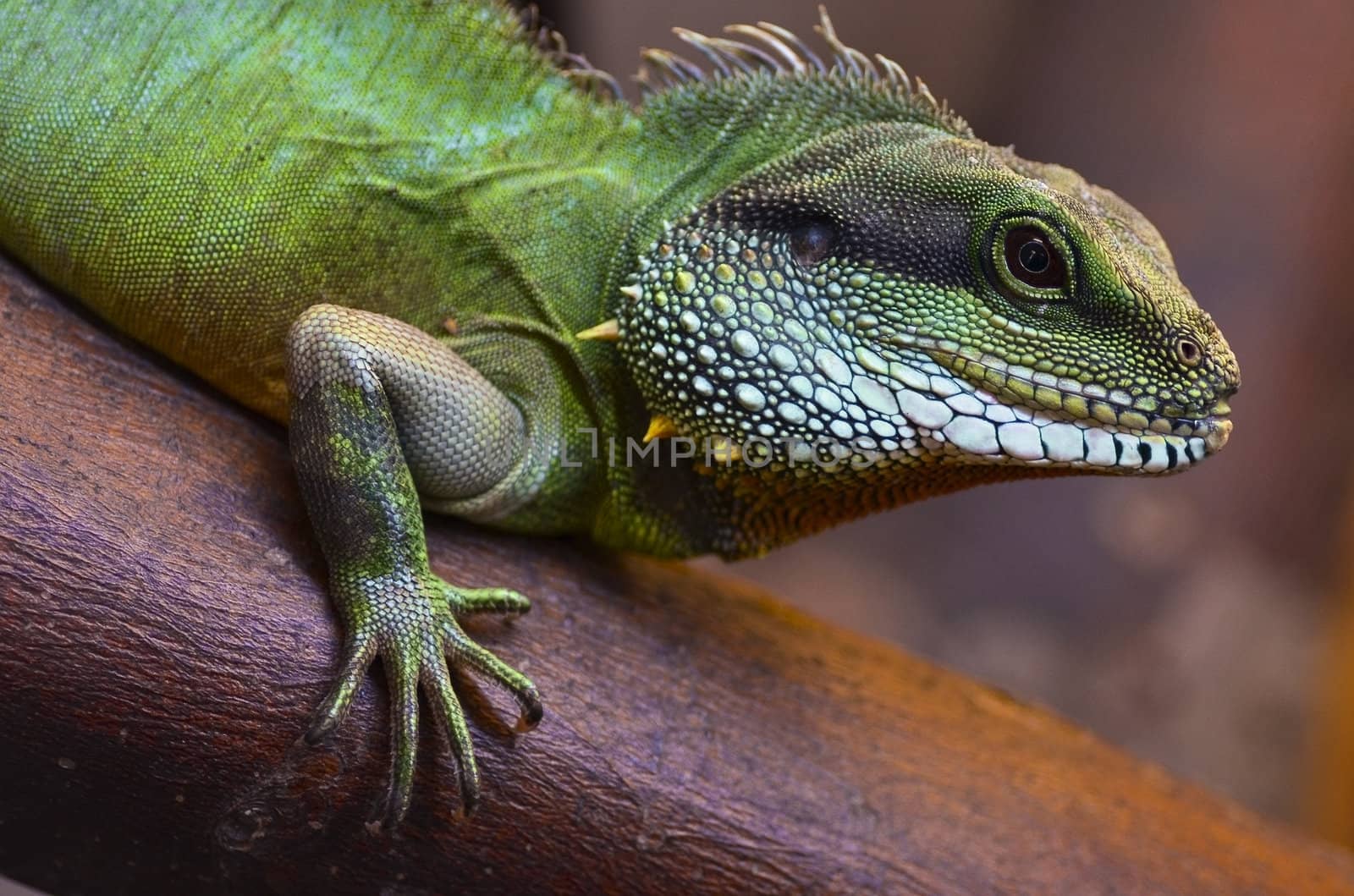 Lizard by Vectorex