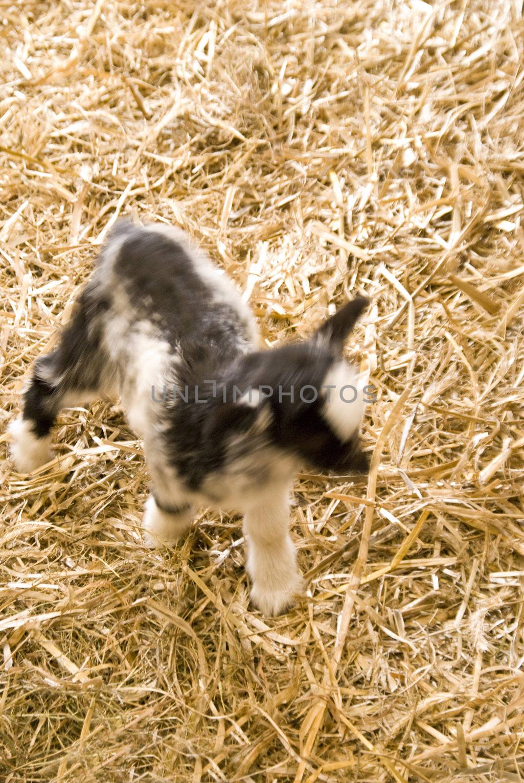 playing little goat kid in straw