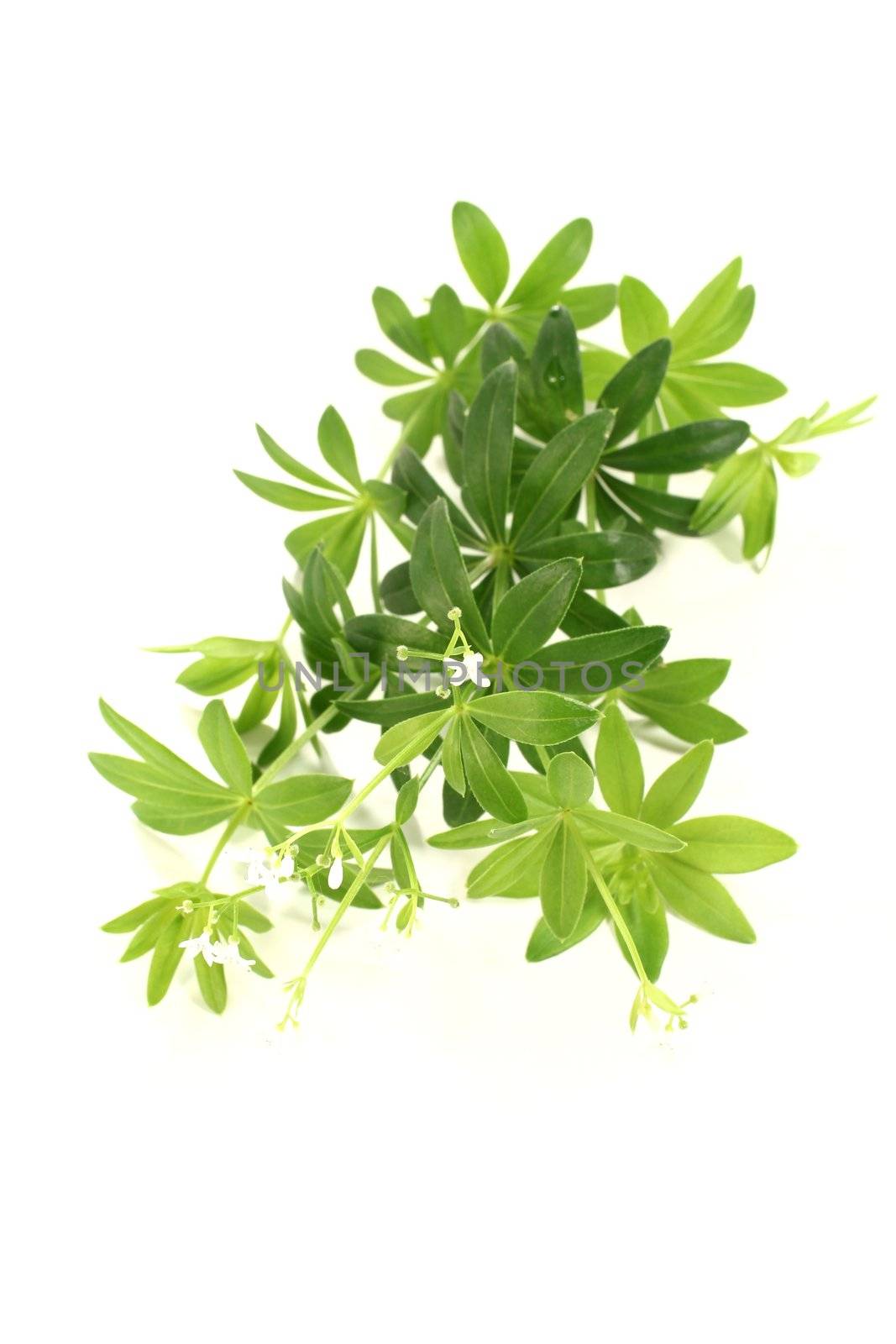 fresh green sweet woodruff with blossoms and leaves on a bright background