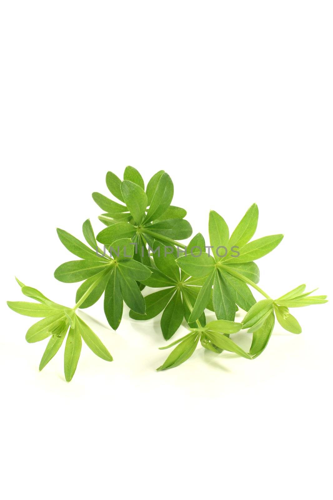 fresh green sweet woodruff with leaves on a light background