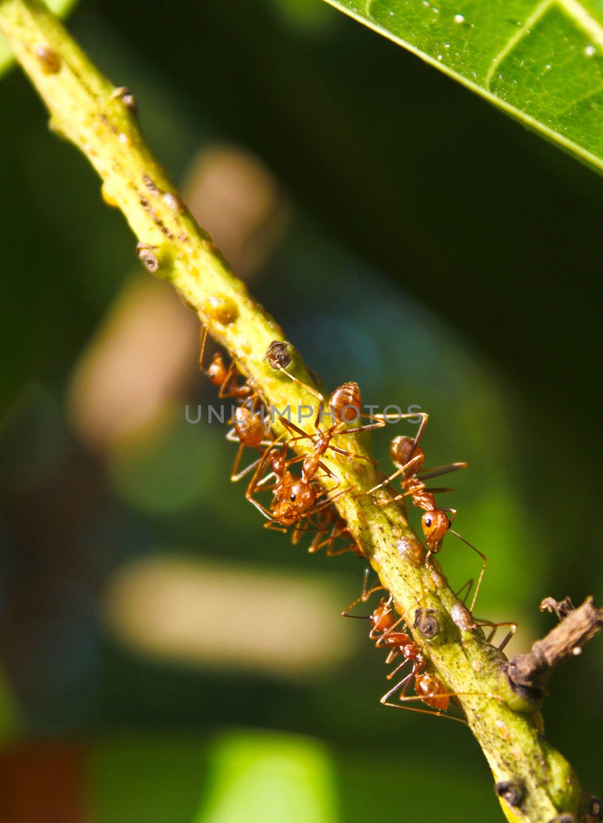 Ants in heavy traffic crossing the twig.