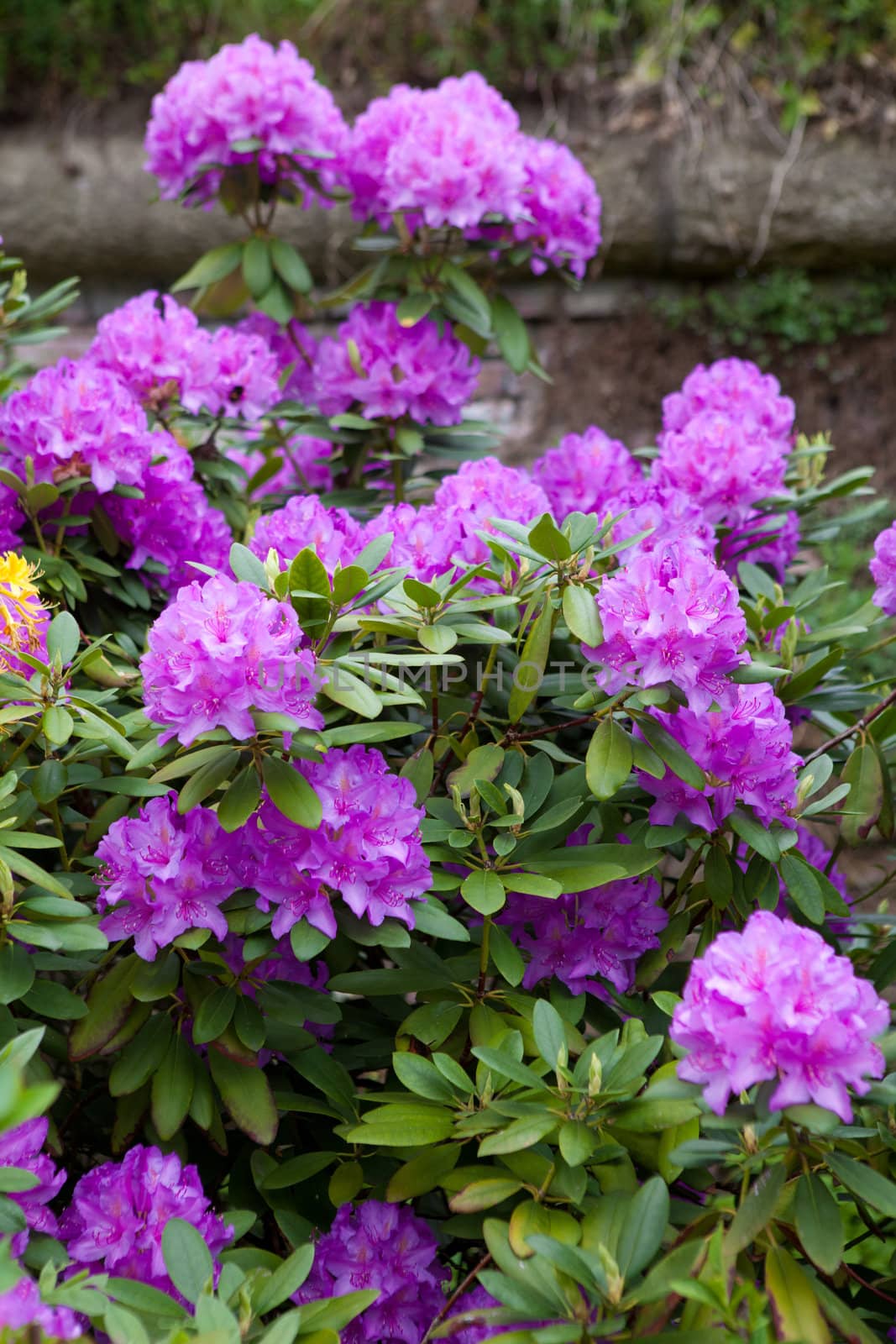 bright violet flowers on the bush