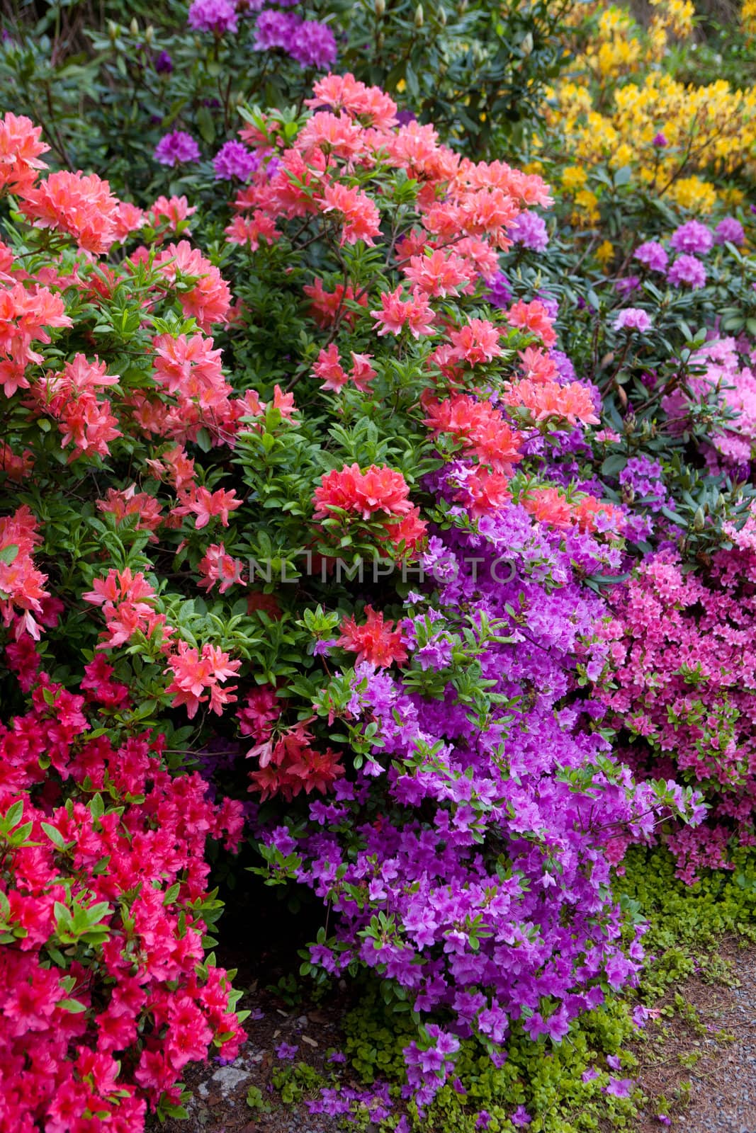 many bright flowers of bushes