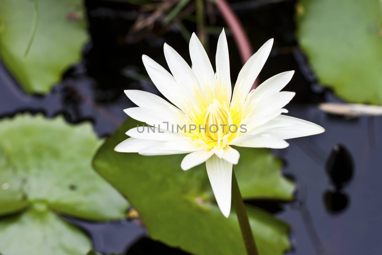 Bright yellow lotus  by cameracantabile