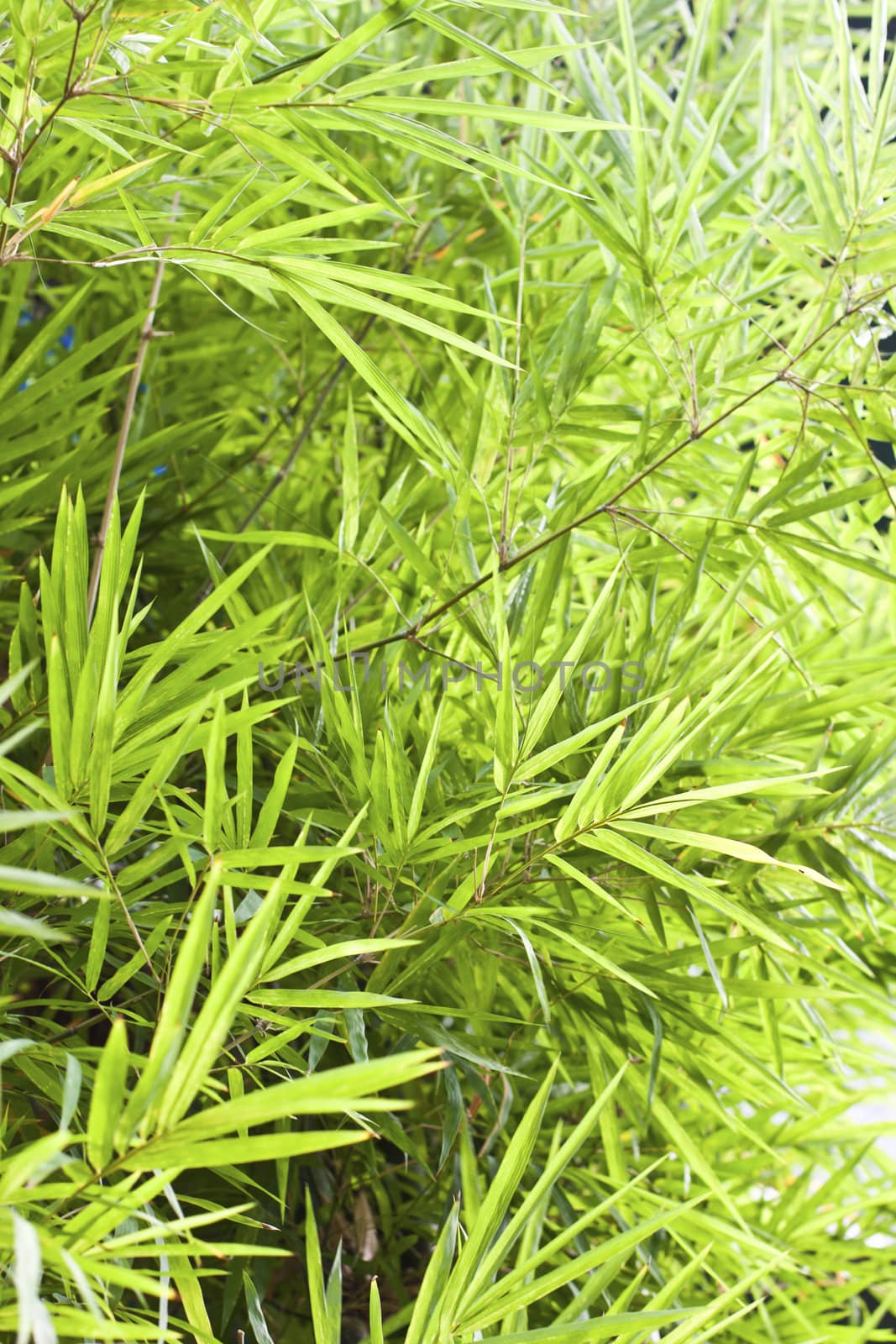 Green bamboo leaves in the garden