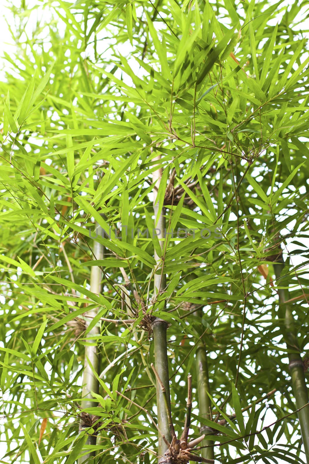 Green bamboo tree in the garden