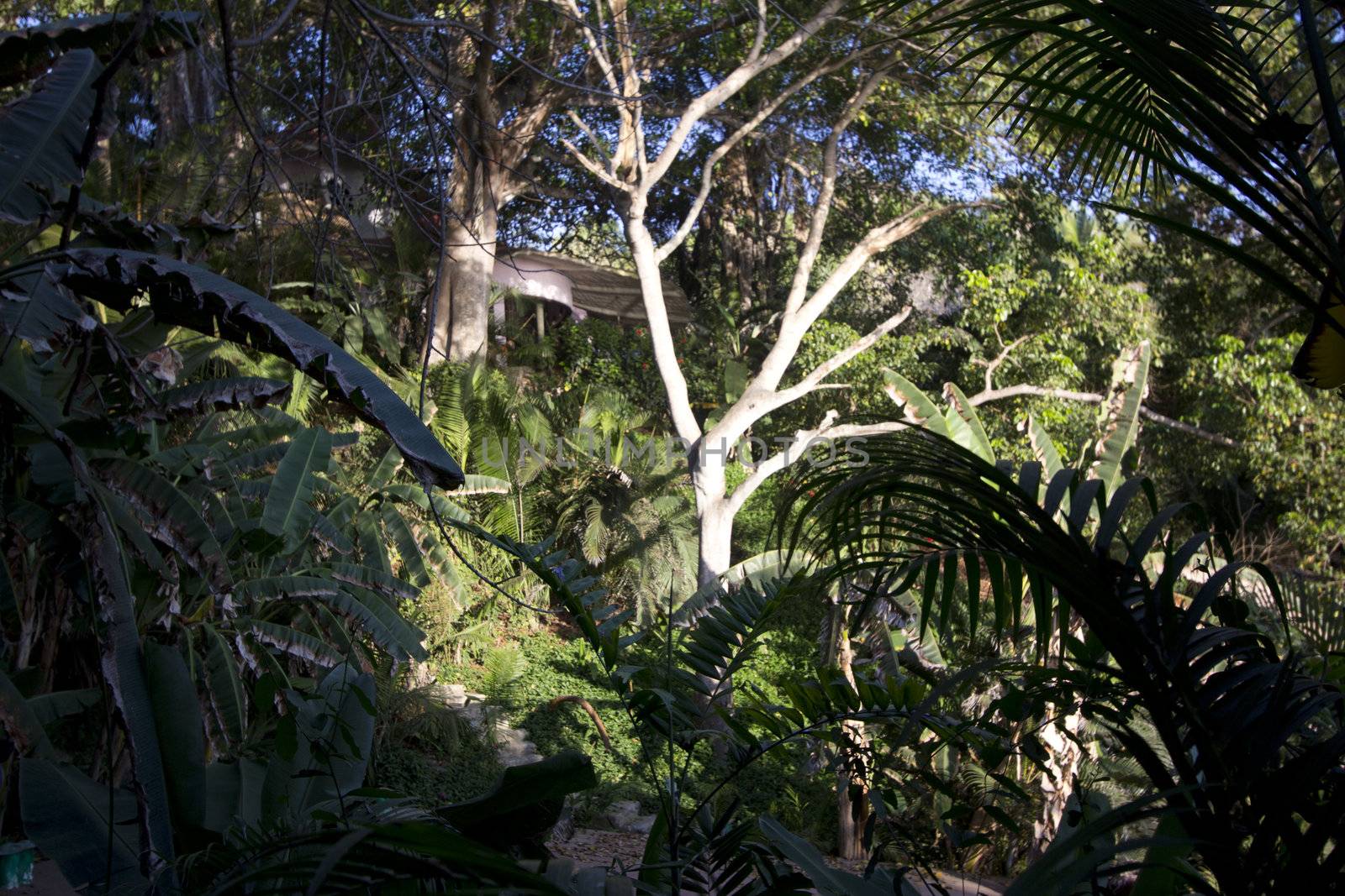 A tropical jungle with blue skies in the summer