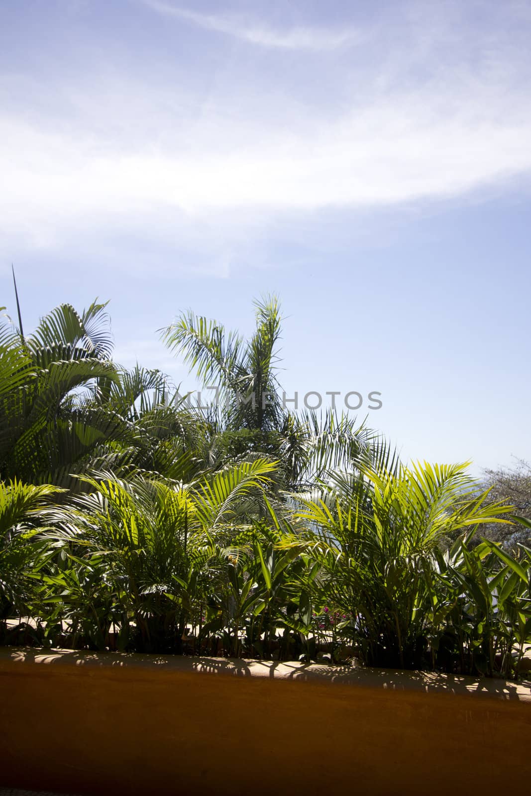 ocean view from the top of the jungle