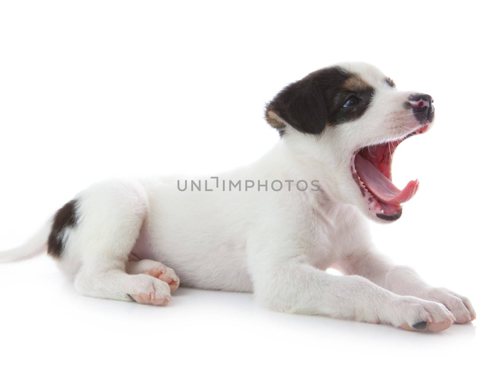 Yawning puppy dog isolated on white background
