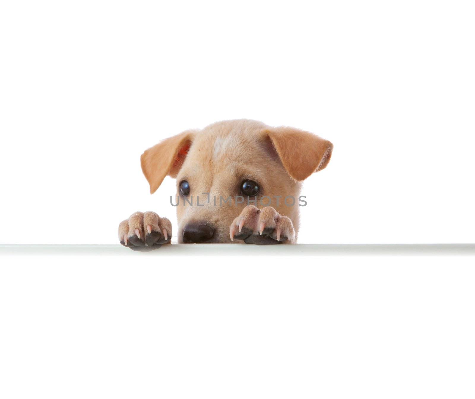 dog with empty board on white background