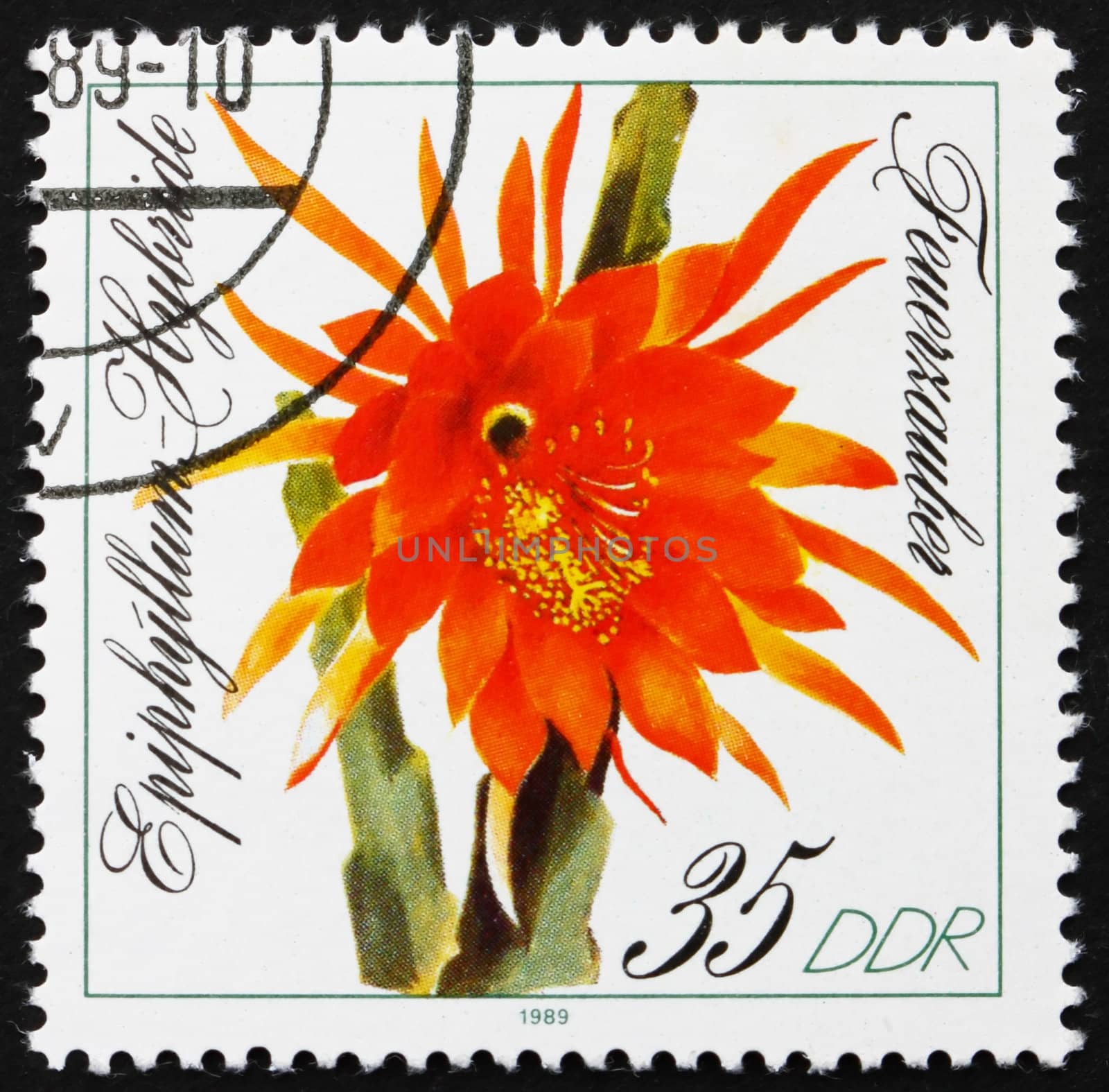 GDR - CIRCA 1989: a stamp printed in GDR shows Feuerzauber, Epiphyllum, Flowering Cacti, circa 1989