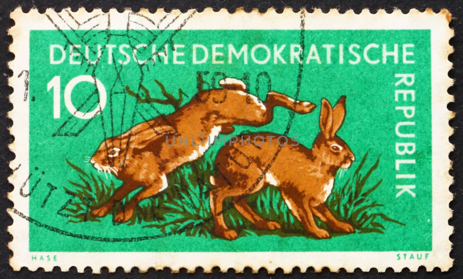 GDR - CIRCA 1959: a stamp printed in GDR shows Hares, Lepus Timidus, Animal, circa 1959