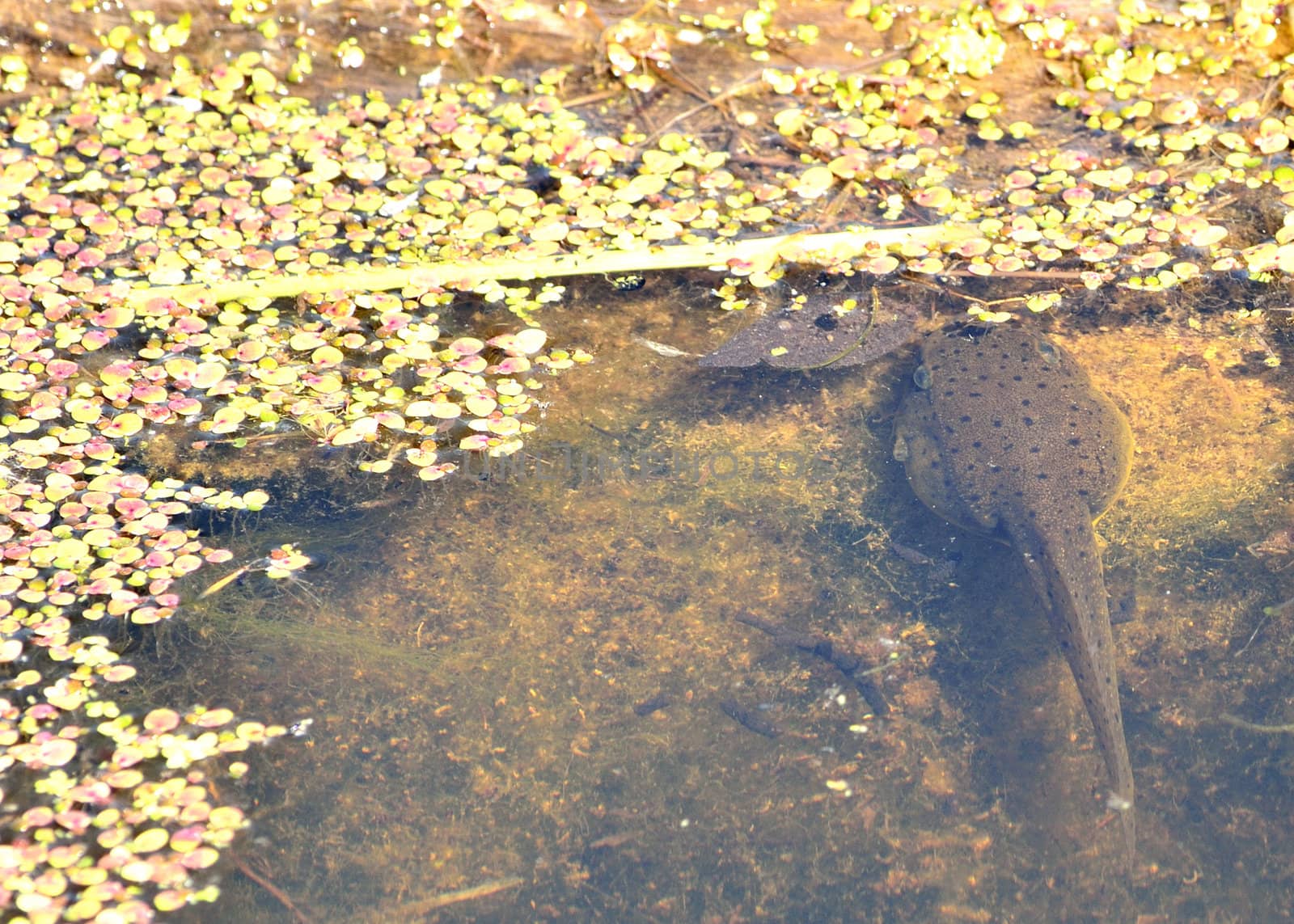 Frog Tadpole resting against a log under water.