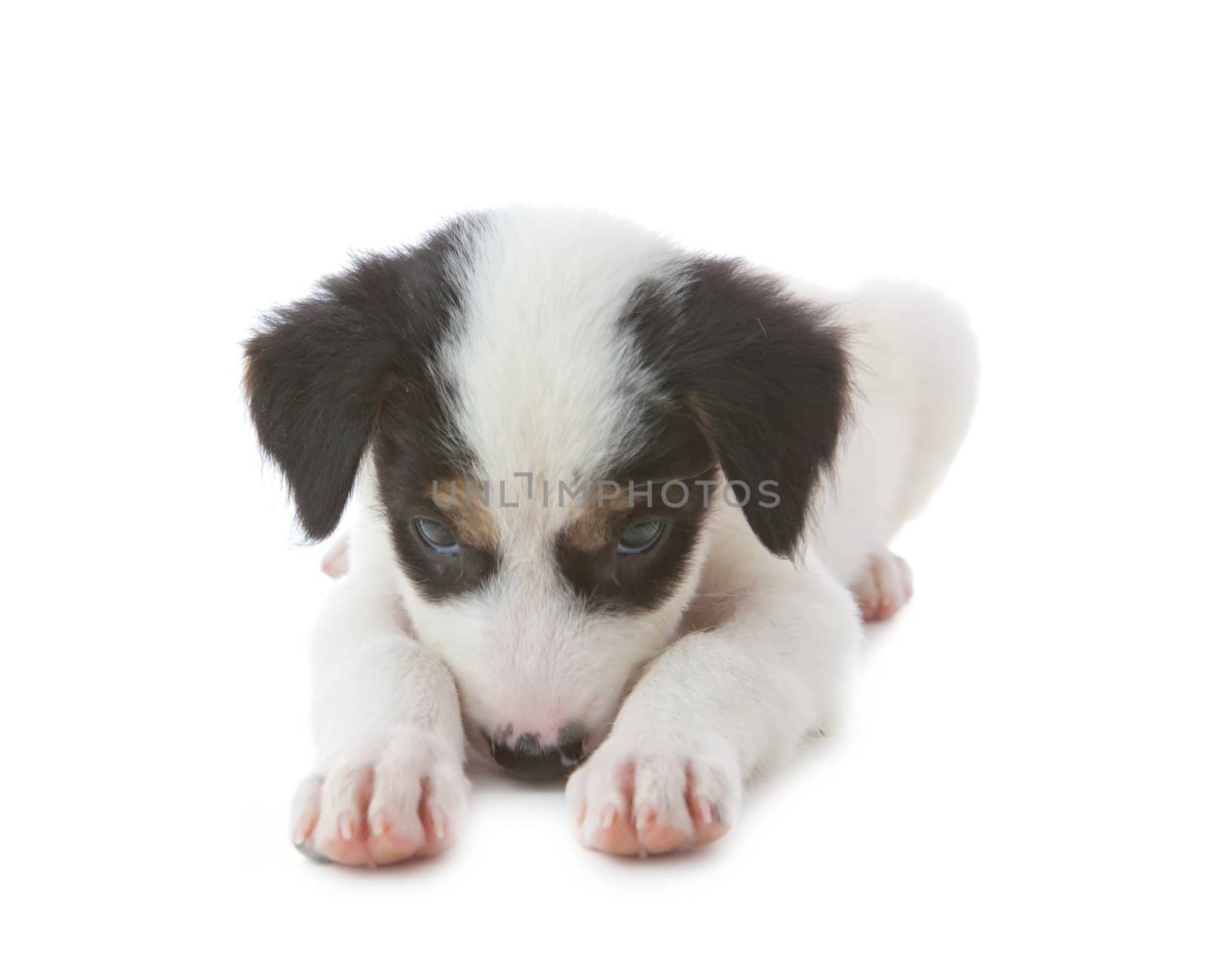 puppy dog isolated on white background