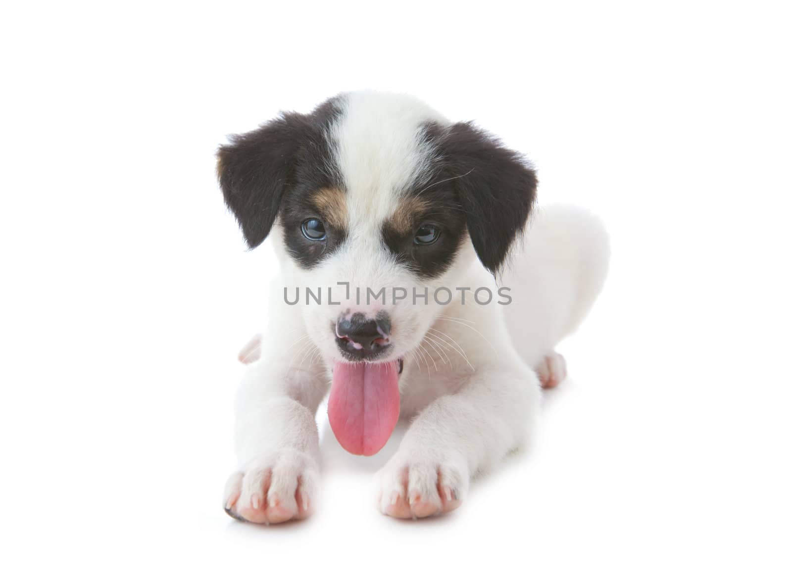 Puppy Dog showing Tongue isolated on white background