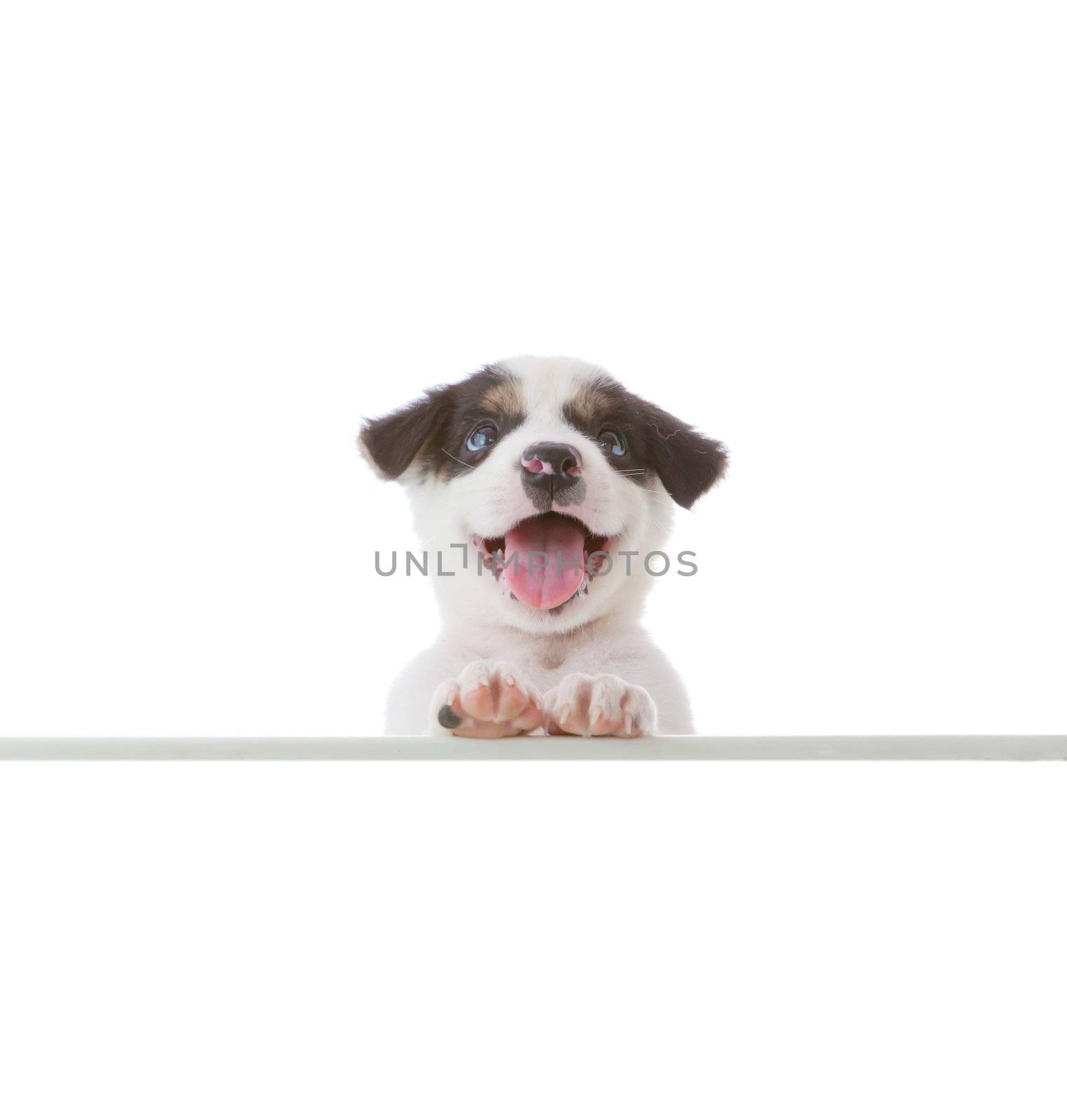 dog with empty board on white background