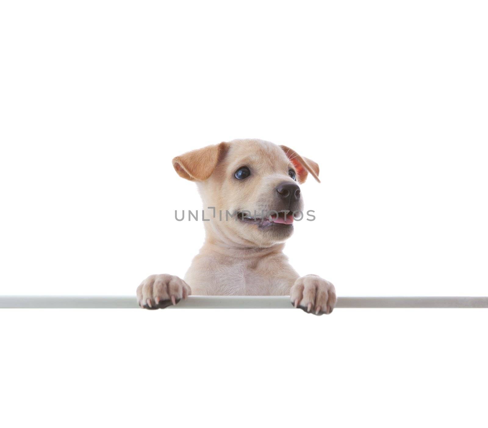 dog with empty board on white background