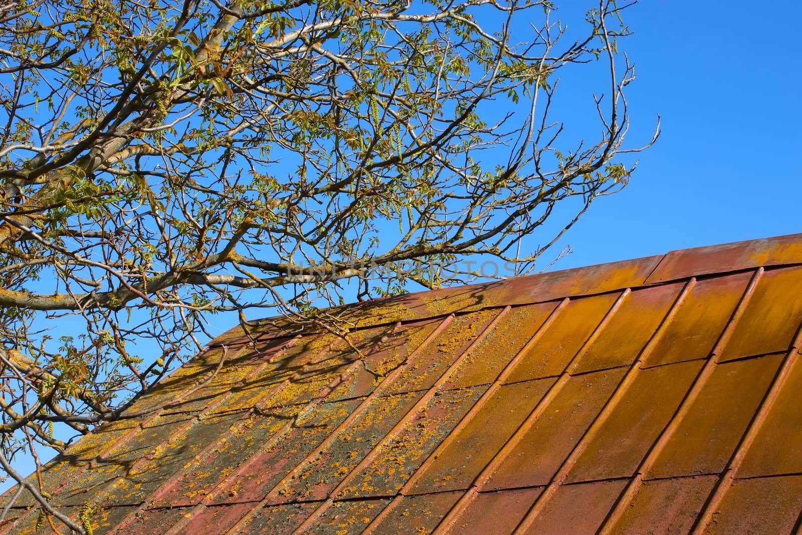 Blooming walnut tree over old roof by qiiip