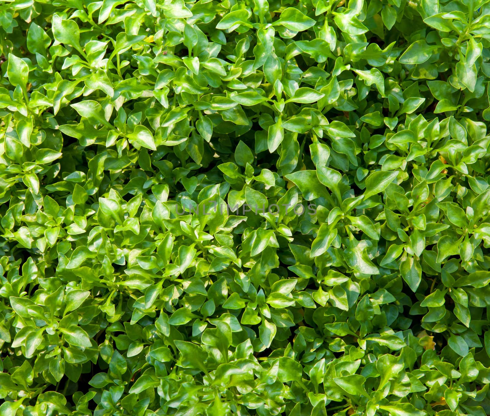 green leaves close up as background