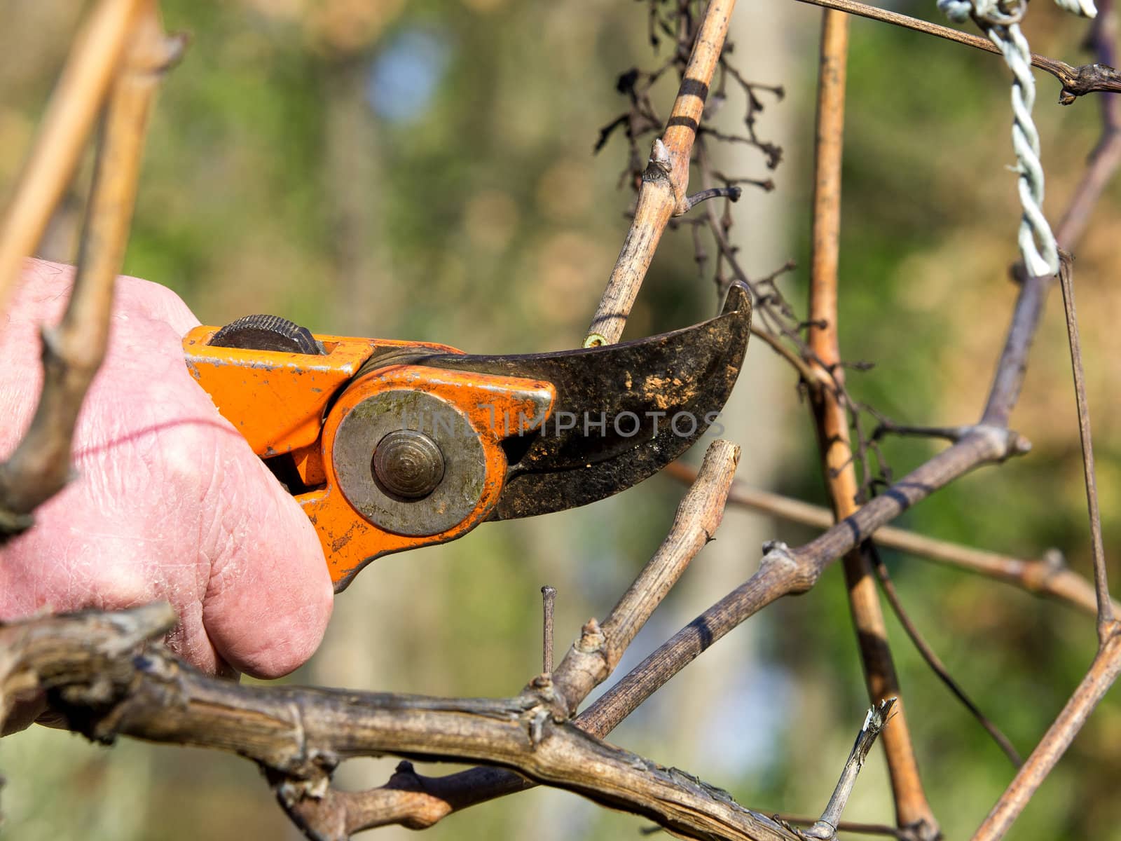 Ocutting old branches in the vineyard