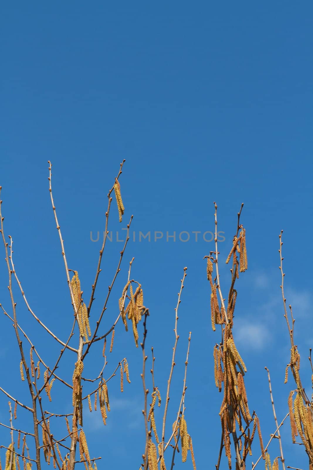 Birch tree catkins against blue sky spring background