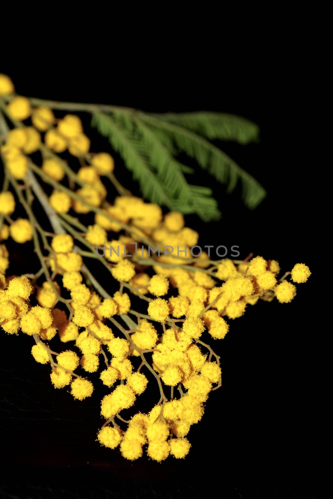 Mimosa isolated on black by lifeinapixel