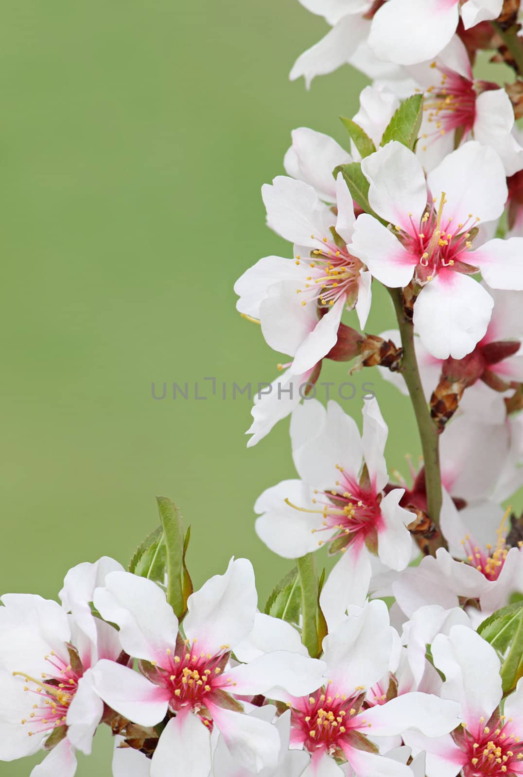 blossom over green background by romantiche