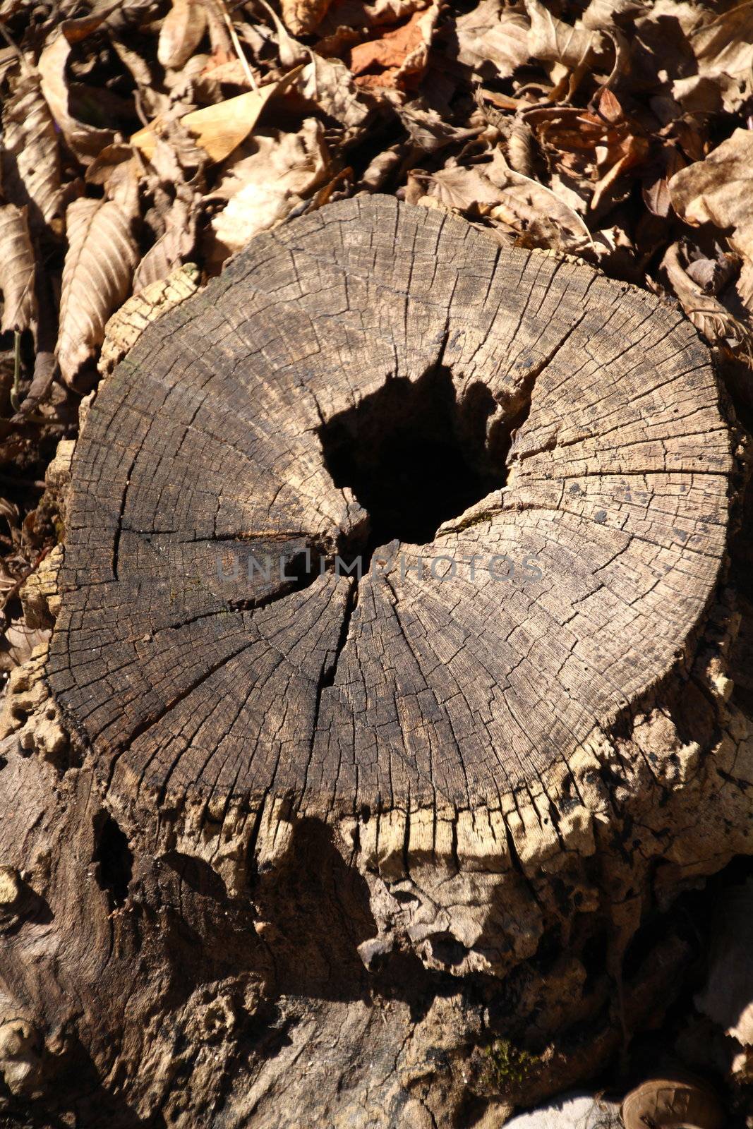 Slice of wood with an hole and some cracks by lifeinapixel