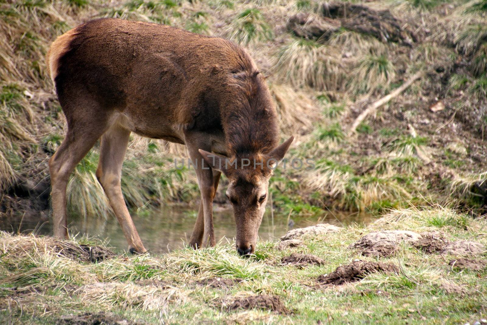 Mule deer grazing by lifeinapixel