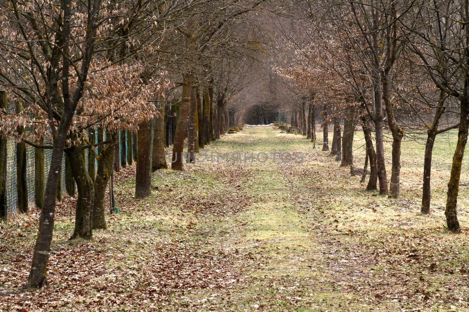 Pathway through the autumn park with fallen leaves