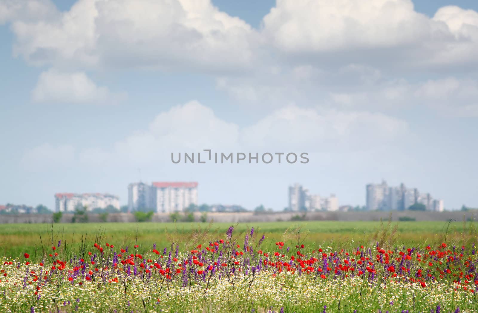 landscape with wild flowers and city in background