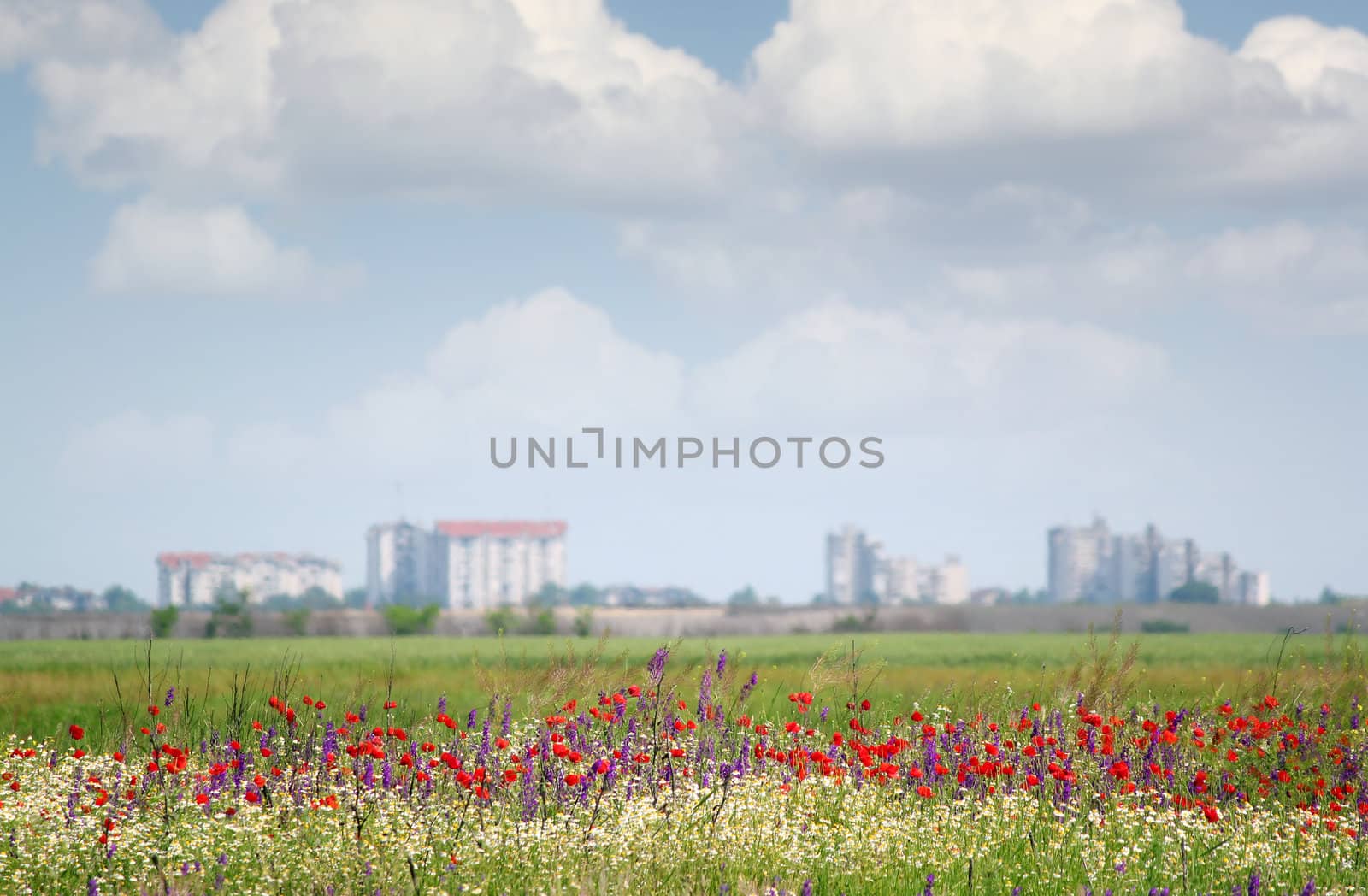landscape with wild flowers and city in background