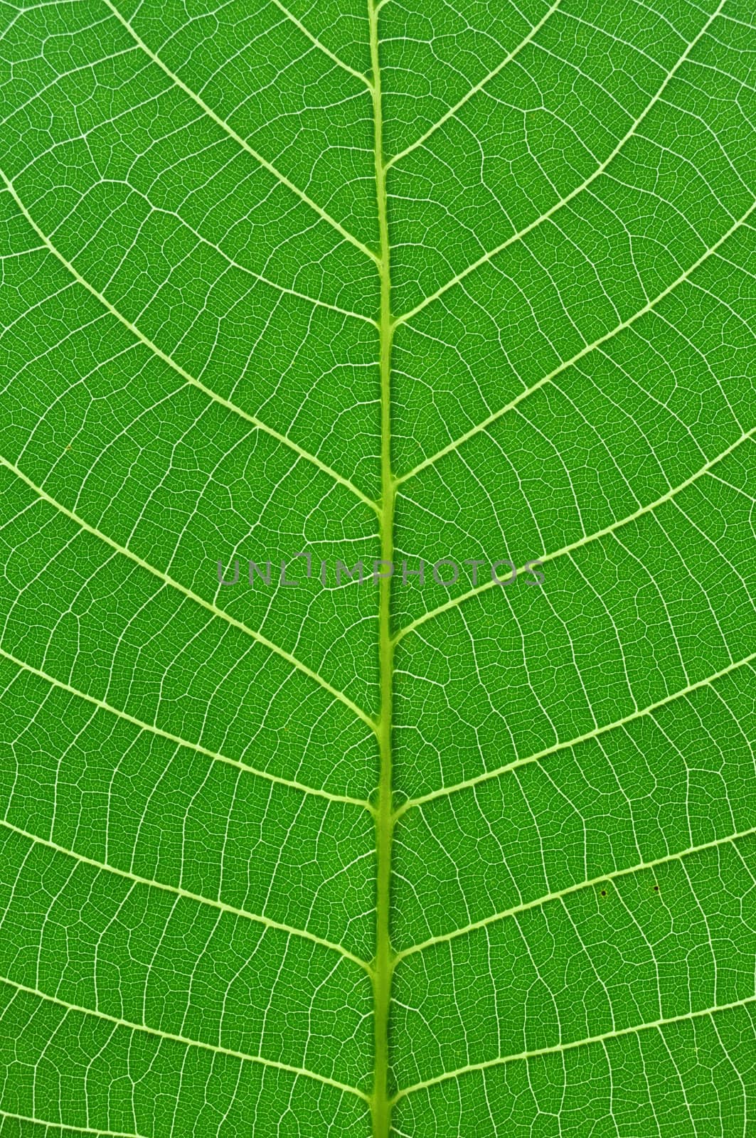 detail close image tree green leaf macro