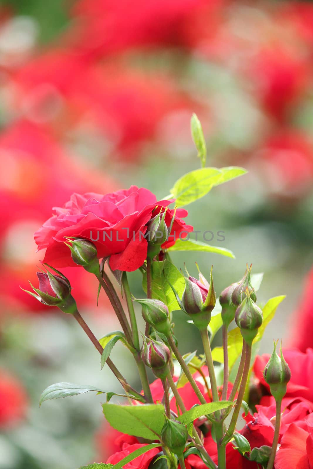 garden with red roses spring scene