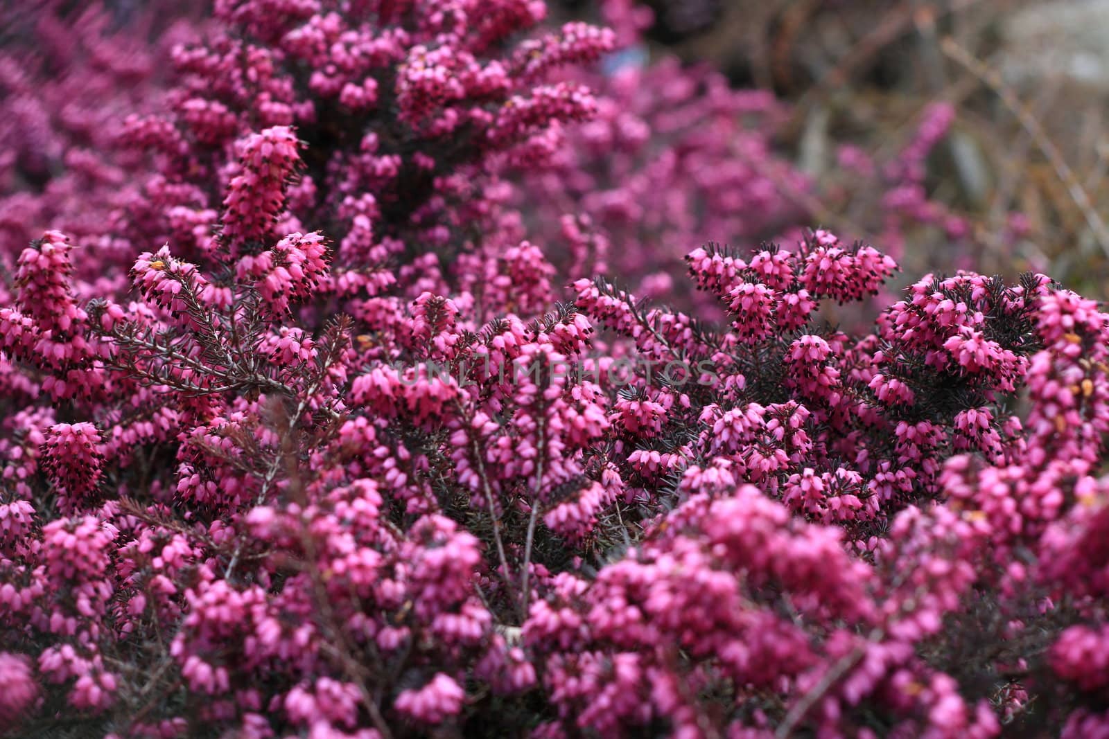 calluna vulgaris flowers behind a fence on a garden