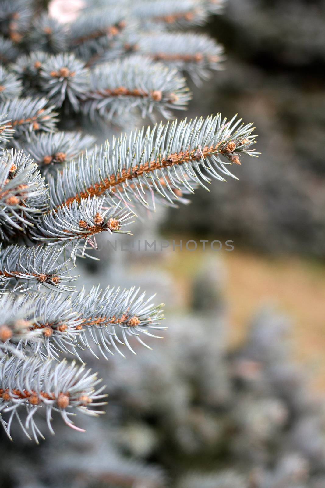 Young branches of decoratively cut fir. Pine needles. by lifeinapixel