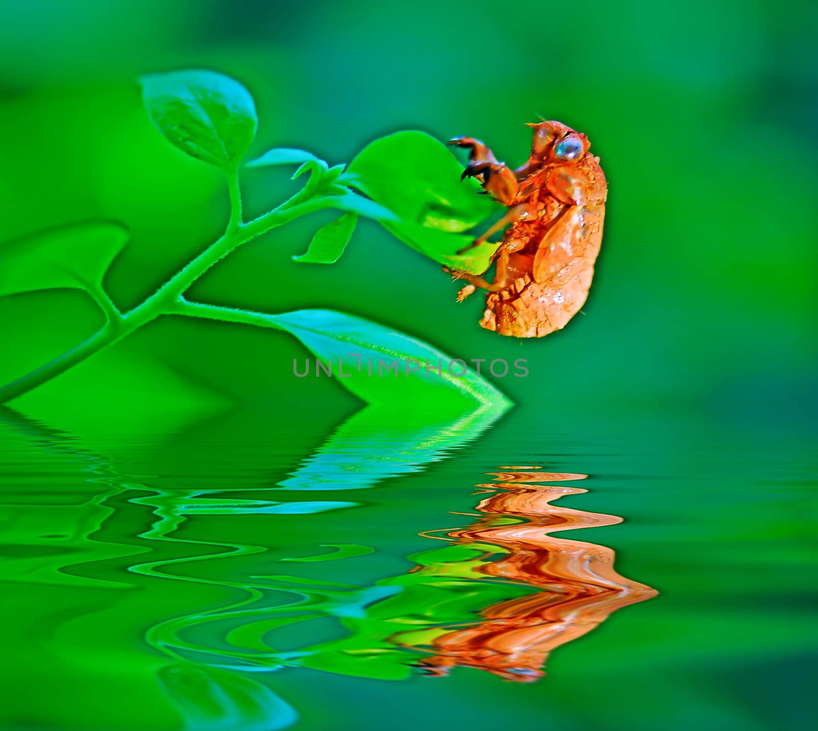 Red cicada shell and greenery reflecting, forming a colorful pattern