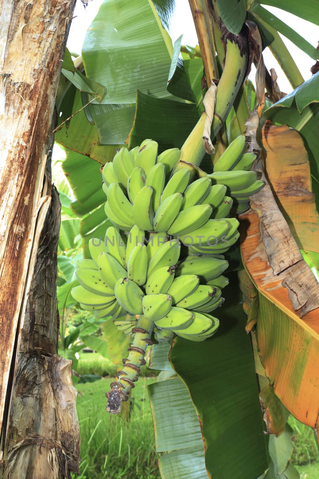 Close up shot of a Banana tree with a bunch of bananas.