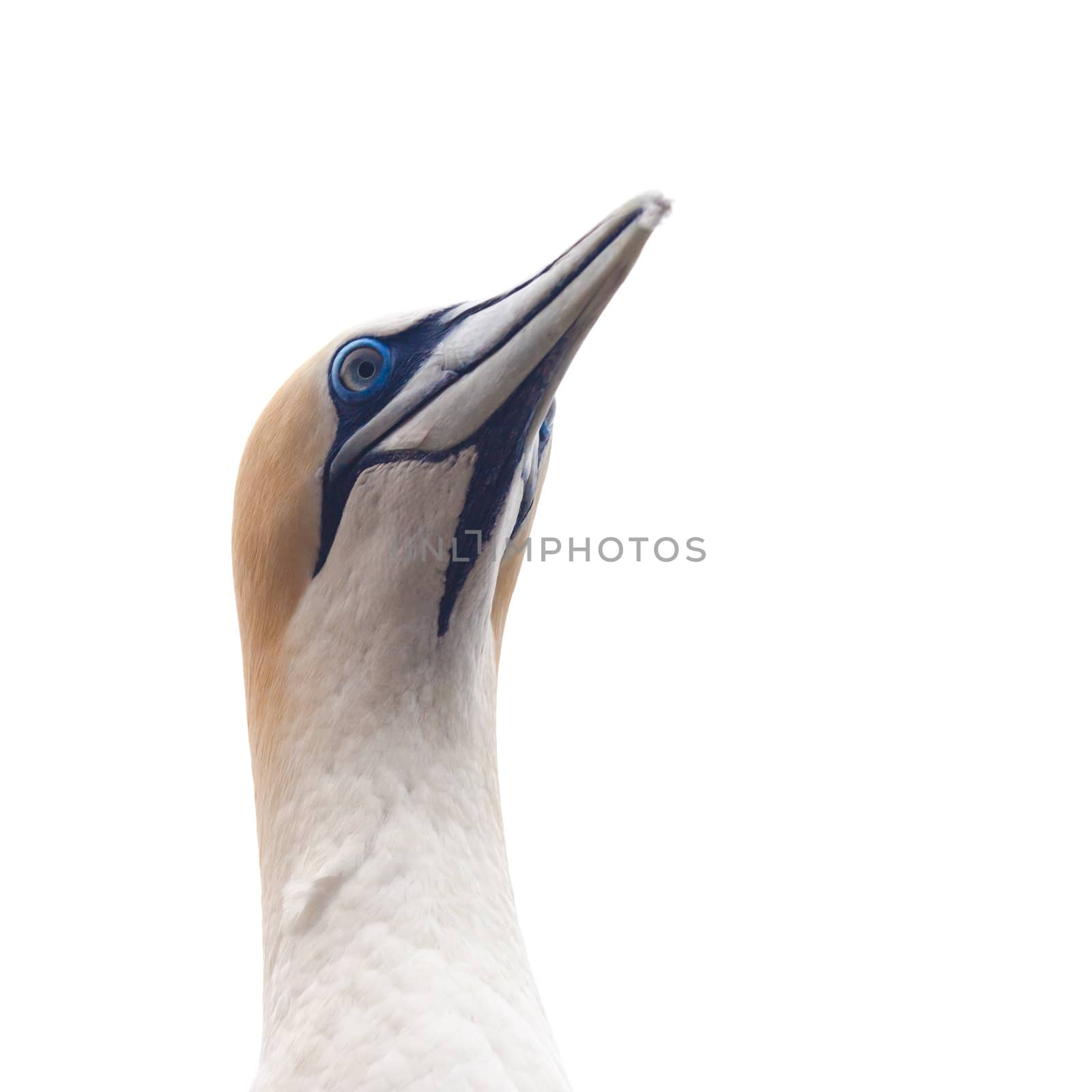 Portrait head-shot of gannet isolated on white by PiLens