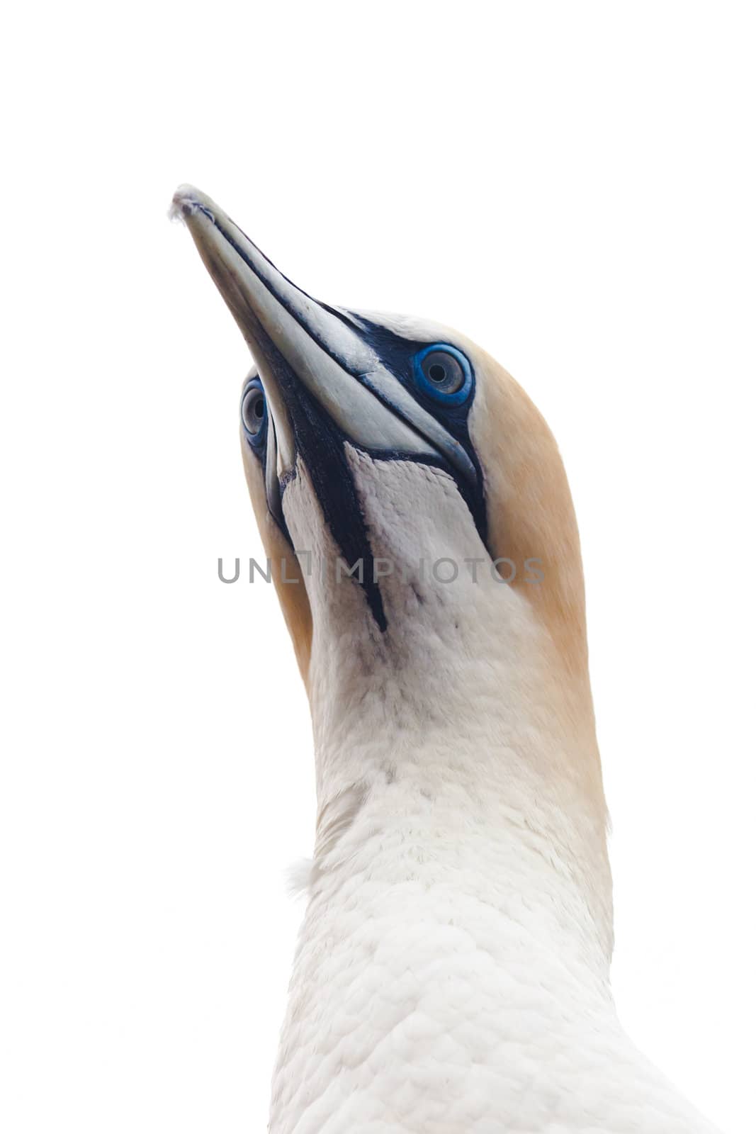 Portrait head-shot of gannet isolated on white by PiLens
