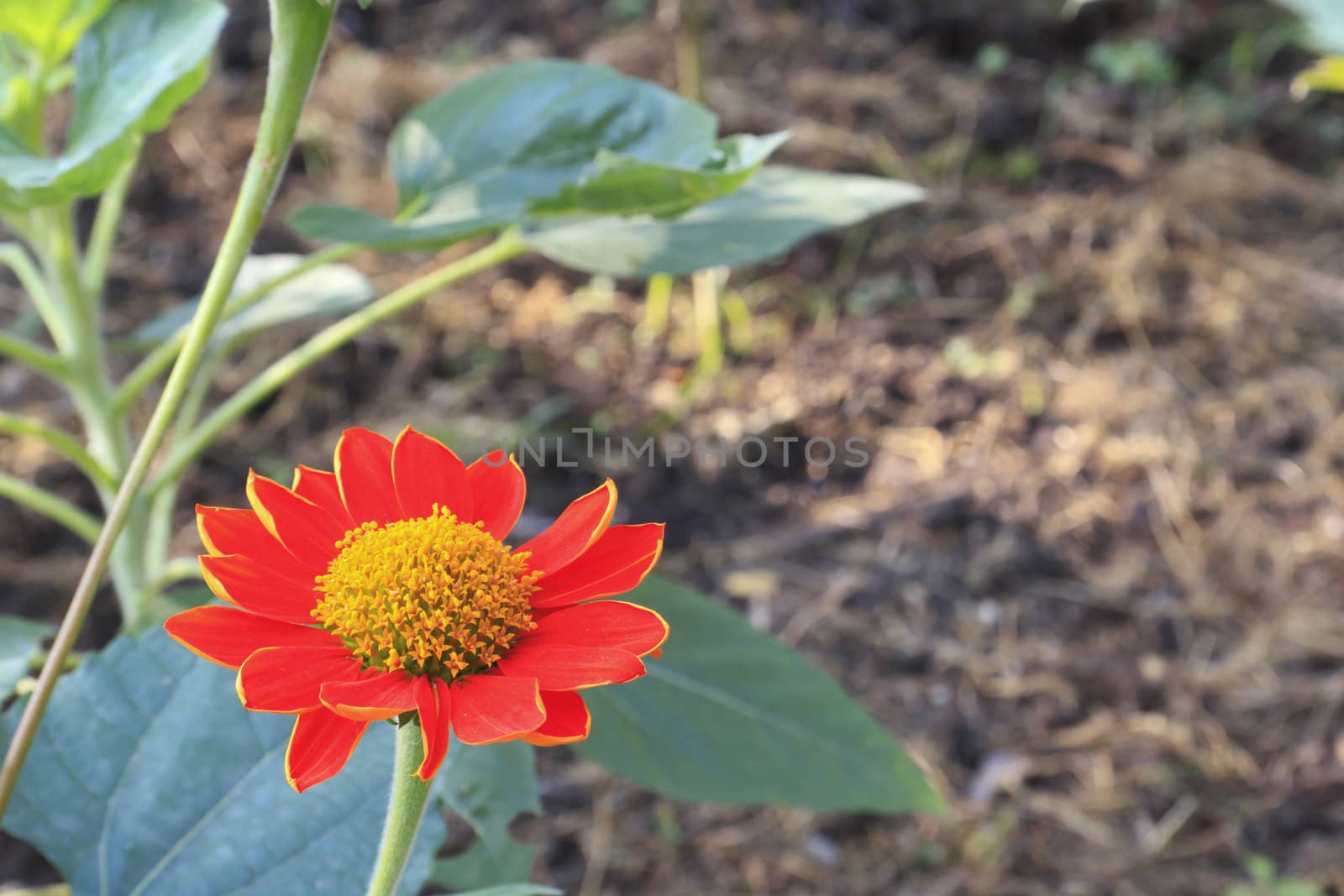 Close up view of flower in the garden.