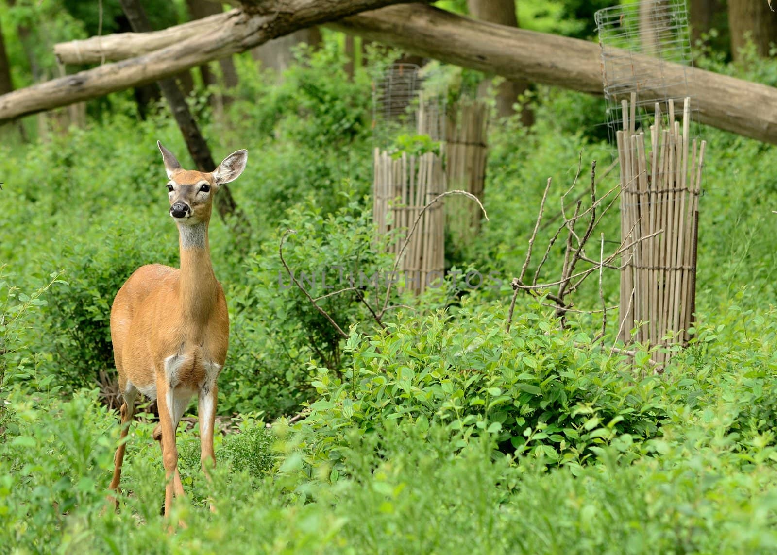 Whitetail Deer doe standing in a woods.