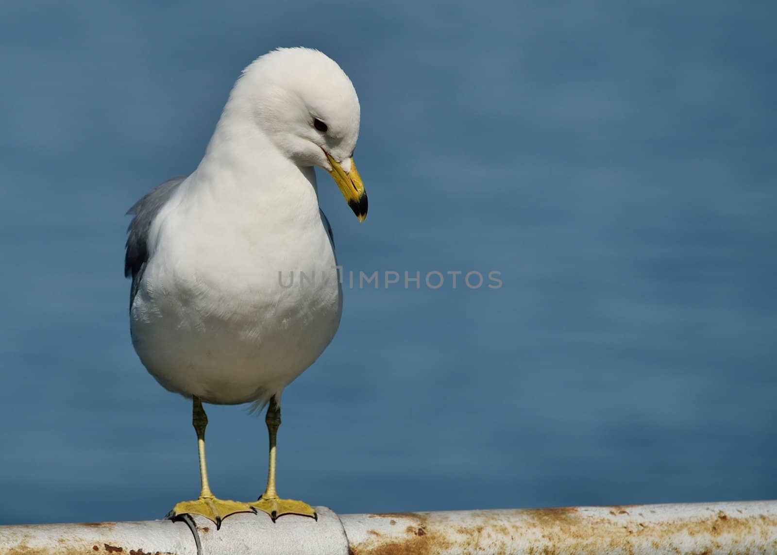 Ring-billed Seagull Perched on a metal railing along a lake.